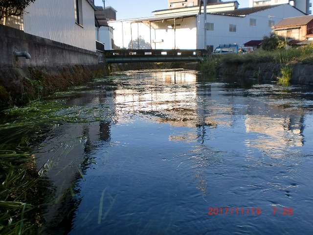 一度刈らないと水位が高く胴長に浸水　今年最後の田宿川の川そうじ_f0141310_07554641.jpg