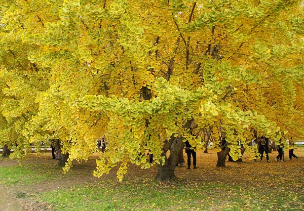 広川太原のイチョウ のばらの写真館 広川太原のイチョウ のばらの写真館