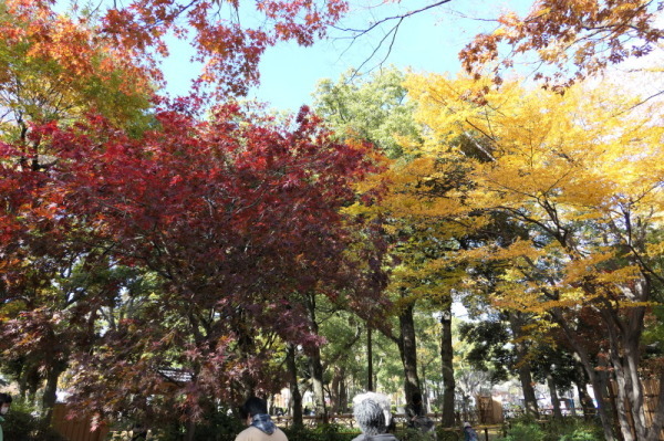 山下公園周辺で紅葉散歩_f0369014_11072914.jpg