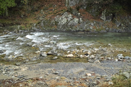 くつきの森で、生キクラゲ・・・気温8℃の朝に　朽木小川・気象台より_c0044819_7583953.jpg