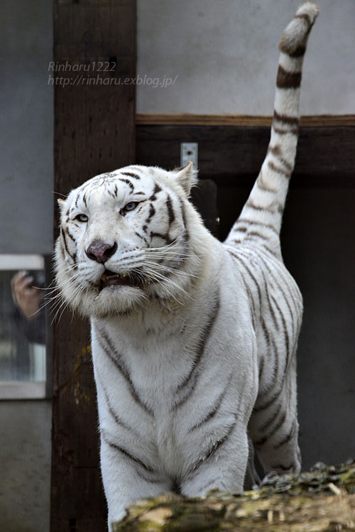 2017.11.26 宇都宮動物園☆ホワイトタイガーのアース王子【White tiger】_f0250322_215154.jpg