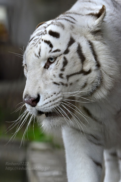 2017.11.26 宇都宮動物園☆ホワイトタイガーのアース王子【White tiger】_f0250322_21515710.jpg