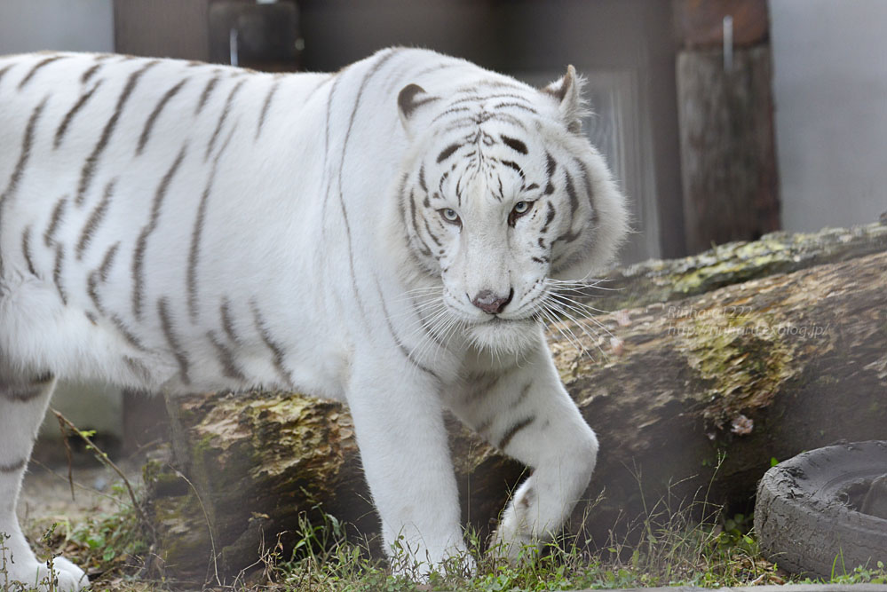 2017.11.26 宇都宮動物園☆ホワイトタイガーのアース王子【White tiger】_f0250322_21521572.jpg