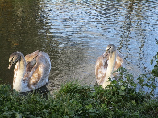 白鳥のべべたちの踊り_b0381325_06472632.jpg