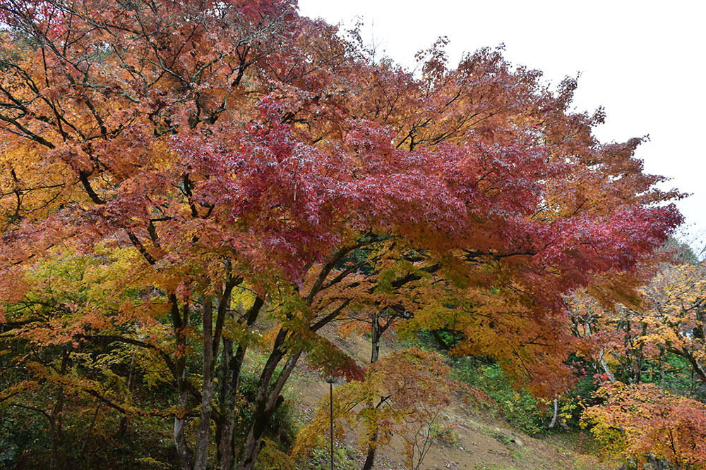 太平記を歩く。　その１５９　「景徳山安国寺」　京都府綾部市_e0158128_19143022.jpg