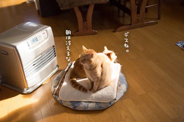 ベストなポジション _d0355333_19310910.jpg