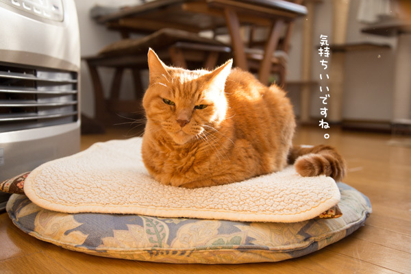 ベストなポジション _d0355333_19311303.jpg