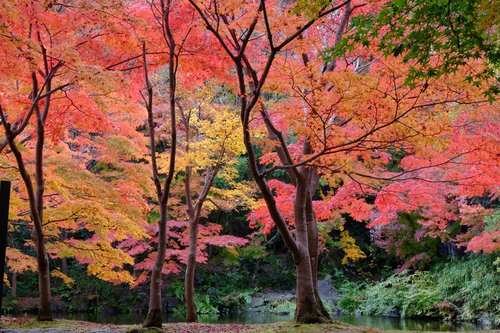 万博公園の紅葉(2)@2017-11-21_d0250840_23253684.jpg