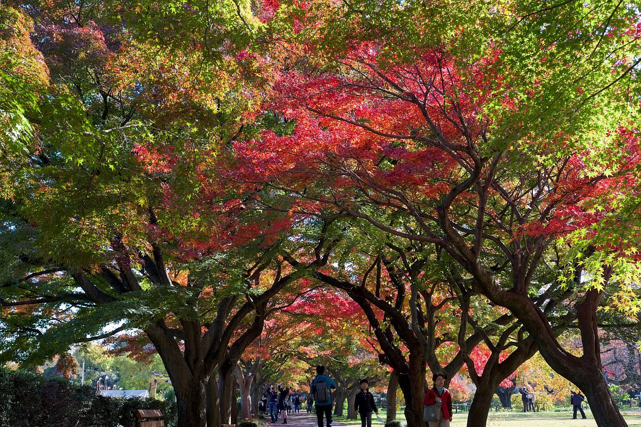 東京公園スナップ イロハモミジの紅葉が見ごろな小石川植物園 17 11 26 近代文化遺産見学案内所 東京公園スナップ イロハモミジの紅葉が見ごろな小石川植物園 17 11 26 近代文化遺産見学案内所