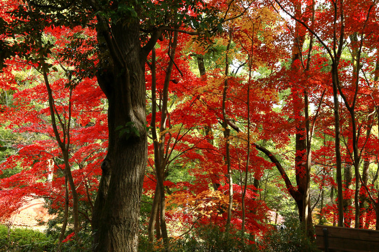 生田緑地の紅葉が見ごろ_a0120949_6323672.jpg