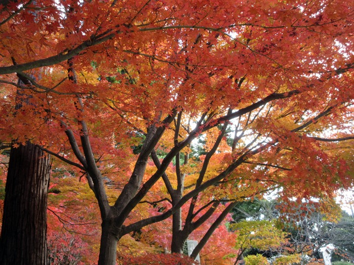 【北鎌倉】円覚寺の紅葉2017_b0009849_16253546.jpg