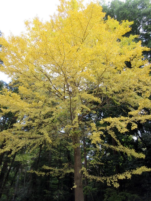 【北鎌倉】円覚寺の紅葉2017_b0009849_16373797.jpg