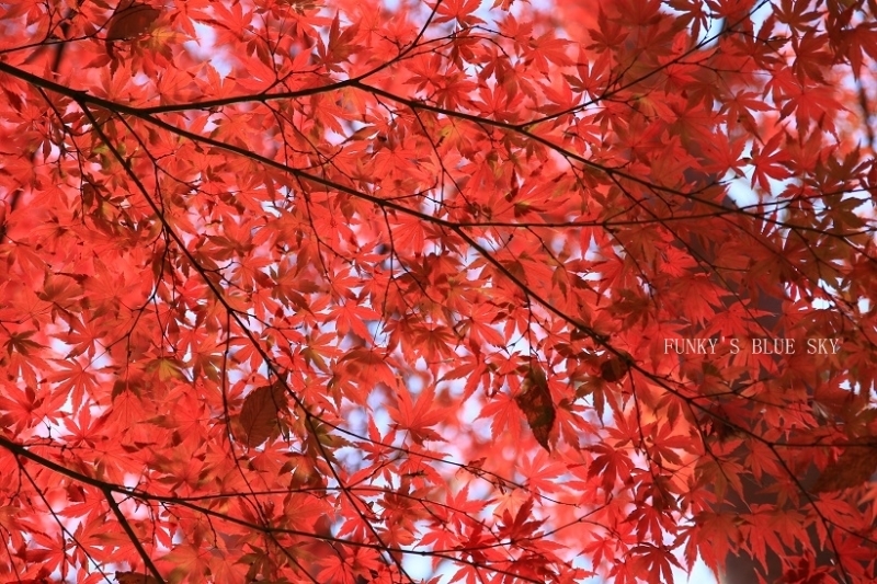 c0145250_10083559.jpg