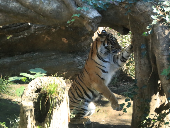 JR富岡駅へ行く前に・・上野動物園_d0202264_19155122.jpg