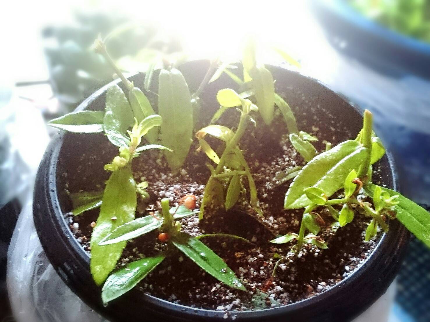 アンゲロニアを冬越しへ 花暮らしの記