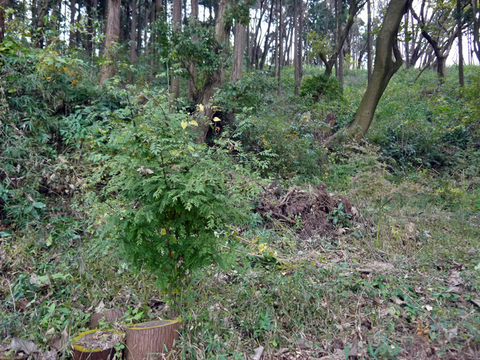 六国見山森林公園でムラサキシキブ次々に発見11・22、24_c0014967_18103410.jpg