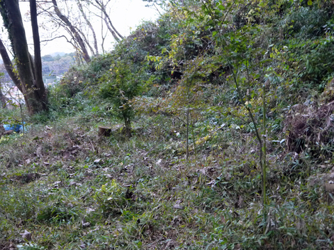 六国見山森林公園でムラサキシキブ次々に発見11・22、24_c0014967_1810455.jpg