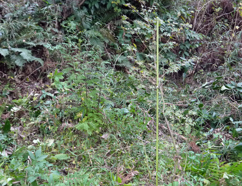 六国見山森林公園でムラサキシキブ次々に発見11・22、24_c0014967_18105757.jpg