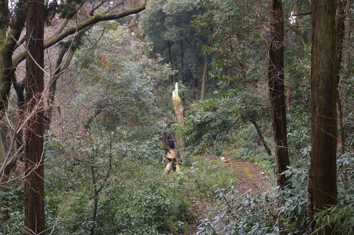 六国見山森林公園でムラサキシキブ次々に発見11・22、24_c0014967_18171548.jpg