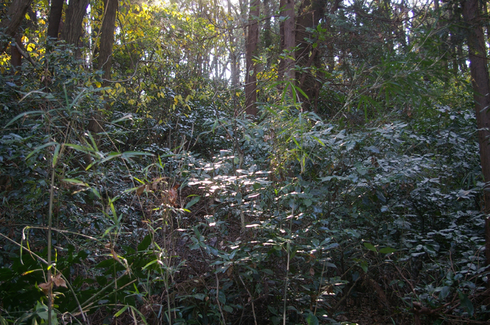 六国見山森林公園でムラサキシキブ次々に発見11・22、24_c0014967_18175040.jpg