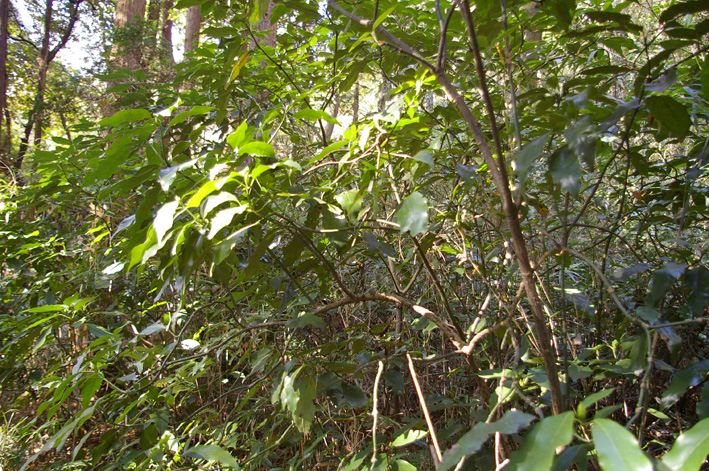 六国見山森林公園でムラサキシキブ次々に発見11・22、24_c0014967_1818215.jpg