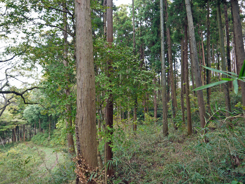 六国見山森林公園でムラサキシキブ次々に発見11・22、24_c0014967_186969.jpg