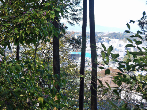 六国見山森林公園でムラサキシキブ次々に発見11・22、24_c0014967_188638.jpg