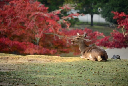 奈良公園散策　　_c0303868_09440137.jpg