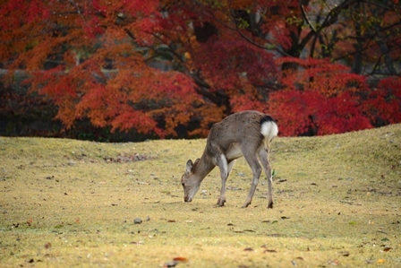 奈良公園散策　　_c0303868_09442628.jpg