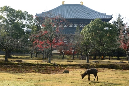 奈良公園散策　　_c0303868_09445580.jpg