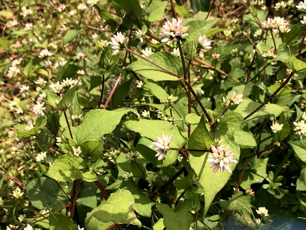 e0024081_16430146.jpg