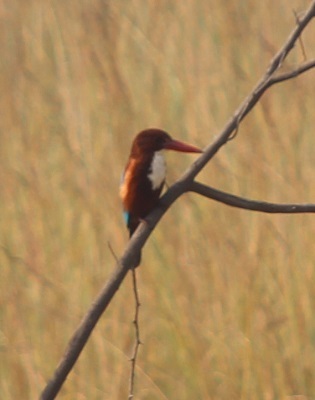 c0338191_00252426.jpg