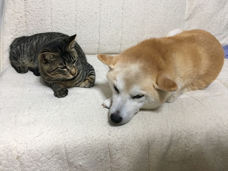 e0361592_18143617.jpeg
