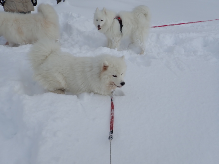 今シーズン初の雪遊び♪ 1_a0049296_18295621.jpg