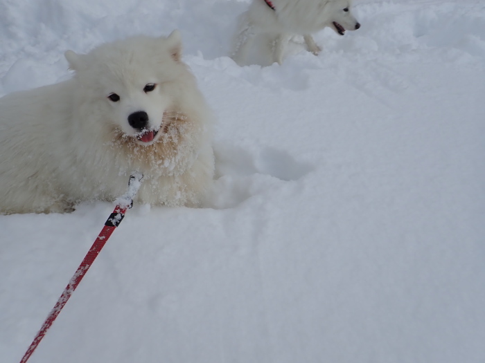 今シーズン初の雪遊び♪ 1_a0049296_18301796.jpg