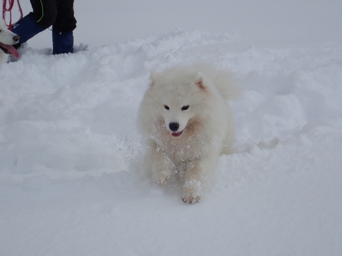 今シーズン初の雪遊び♪ 1_a0049296_18310896.jpg