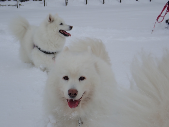 今シーズン初の雪遊び♪ 1_a0049296_18351212.jpg