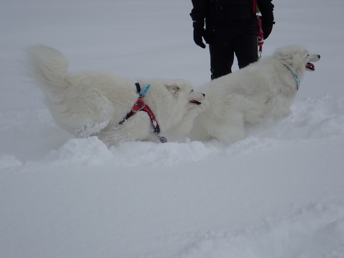 今シーズン初の雪遊び♪ 1_a0049296_18381304.jpg