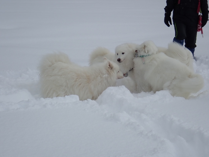 今シーズン初の雪遊び♪ 1_a0049296_18403348.jpg