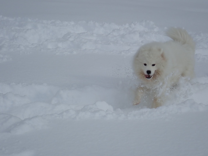 今シーズン初の雪遊び♪ 1_a0049296_18424057.jpg