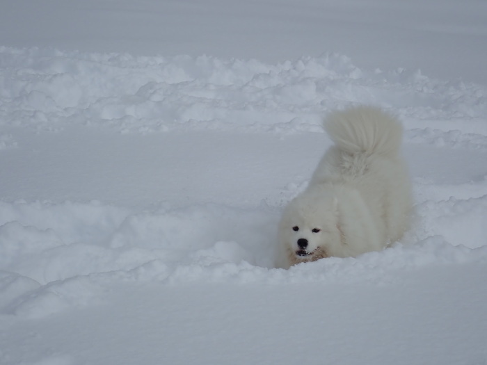 今シーズン初の雪遊び♪ 1_a0049296_18431328.jpg