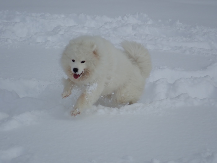 今シーズン初の雪遊び♪ 1_a0049296_18441263.jpg