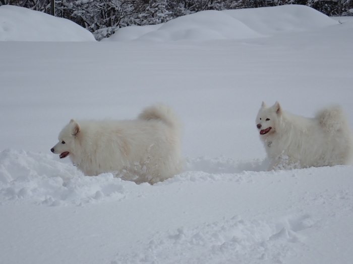 今シーズン初の雪遊び♪ 1_a0049296_18475651.jpg