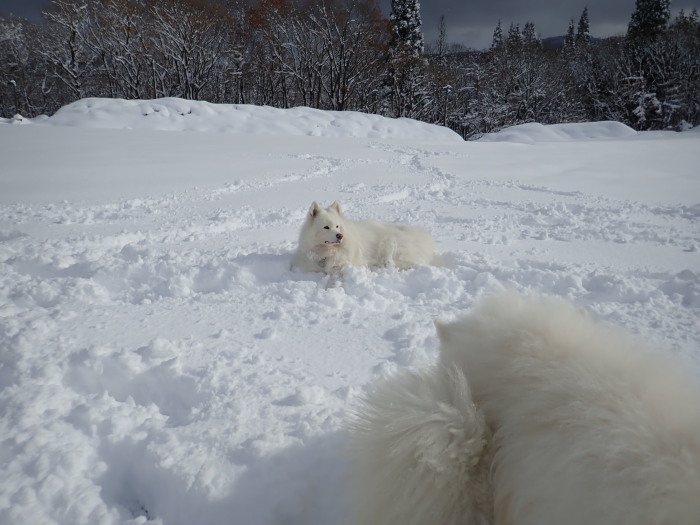 今シーズン初の雪遊び♪ 1_a0049296_18530072.jpg