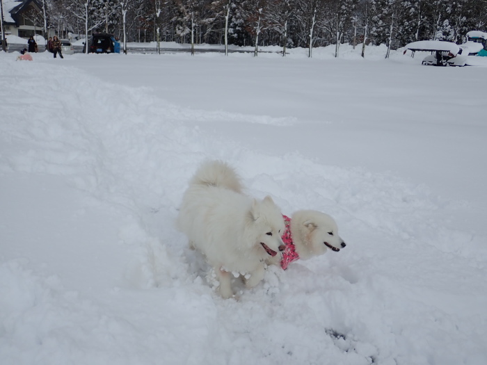 今シーズン初の雪遊び♪ 1_a0049296_18540541.jpg