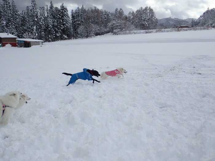 今シーズン初の雪遊び♪ 1_a0049296_18543604.jpg
