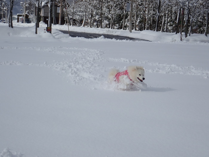 今シーズン初の雪遊び♪ 1_a0049296_18550323.jpg