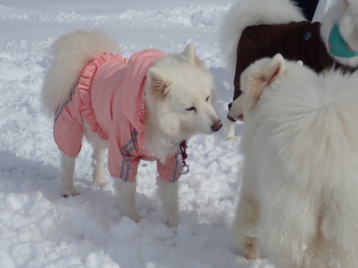 今シーズン初の雪遊び♪ 1_a0049296_18554419.jpg