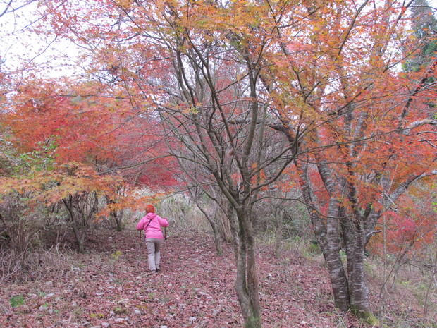 深耶馬渓モアイ像のお山と紅葉巡り　　2017.11.26（日）_a0166196_16271375.jpg