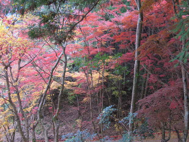 深耶馬渓モアイ像のお山と紅葉巡り　　2017.11.26（日）_a0166196_16491680.jpg